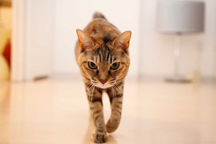 An angry cat walking