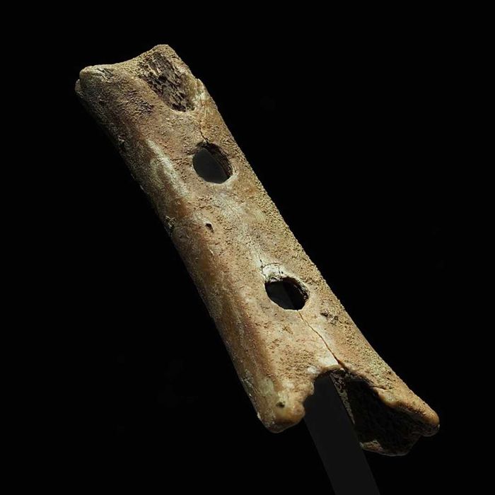 A flute from Divje Babe, Slovenia, crafted from a cave bear bone approximately 43,000 years ago.
