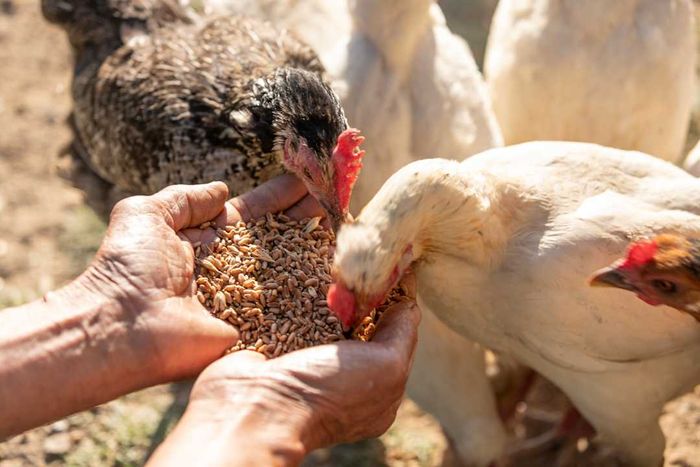 A person feeding chickens directly from their hands