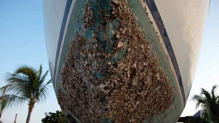 Barnacles clinging to a boat's hull.