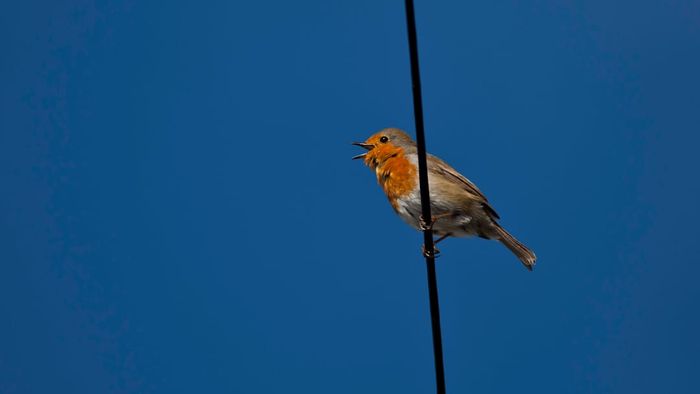 Spring Terminology: Valentining, Depicting Birds Chirping on a Wire in the UK