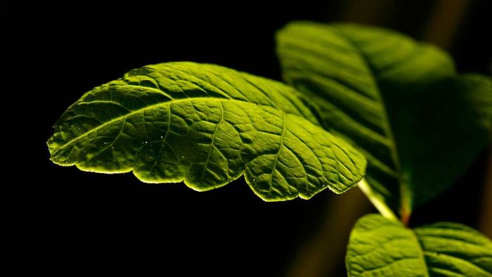 Spring Vocabulary: An Image of a Plant in Breard