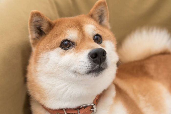 Shiba Inu dog