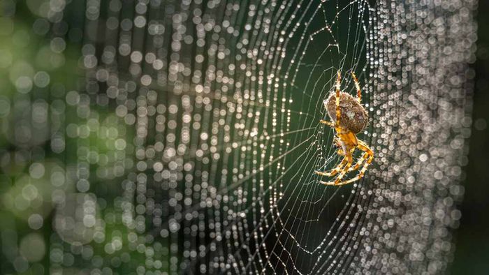 a spider perched on a web adorned with dew droplets