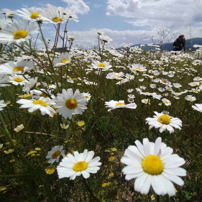 A meadow filled with daisies.