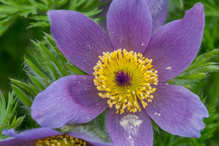 A Western Anemone in full bloom.