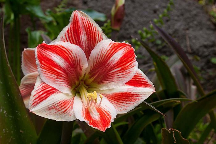 A striking Amaryllis Oxalis flower.