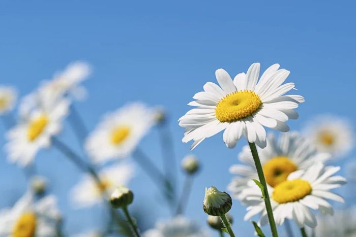 Pushing up daisies: a close-up view of a patch of daisies in the summertime.