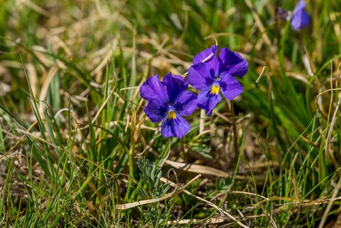 Purple violets.