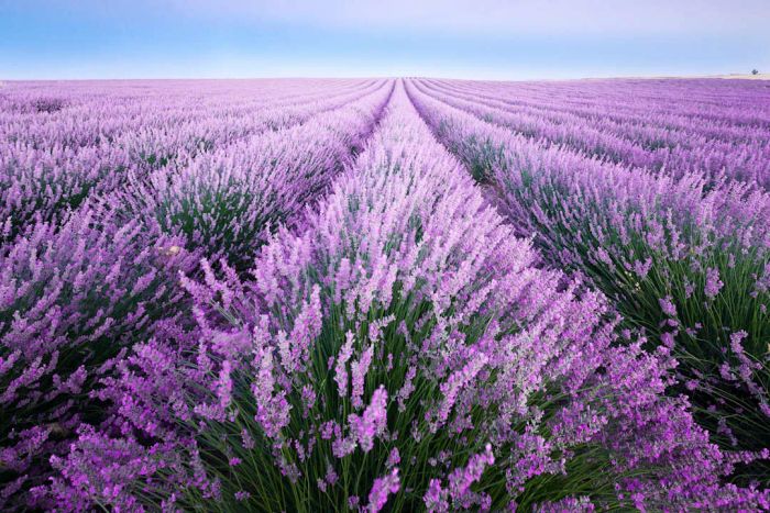 Laid out in lavender, quite literally in a field of lavender.