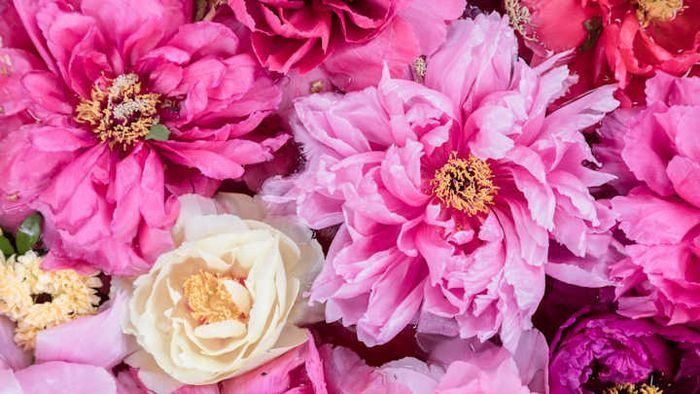 Amaze your gardening-savvy friends by sharing the intriguing stories behind flower names.