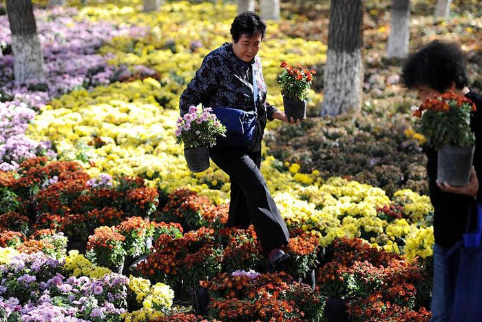 Chrysanthemums.