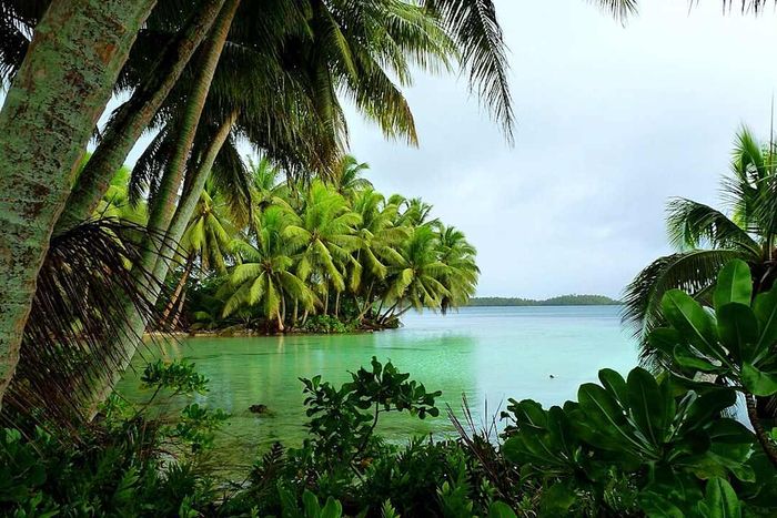 Palms gracefully hang over the crystal-clear waters at Strawn Island, one of the over 50 islets that make up Palmyra Atoll National Wildlife Refuge.