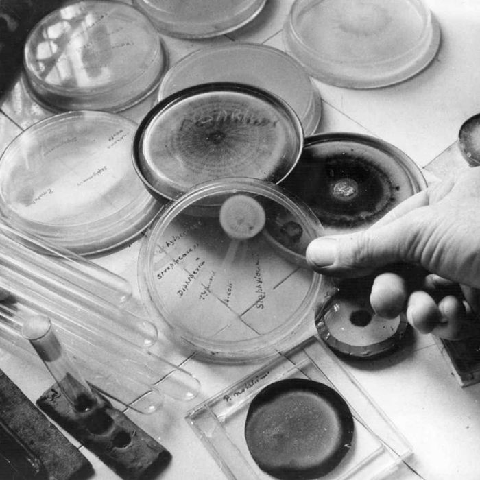A monochrome image showcasing a Petri dish containing penicillin