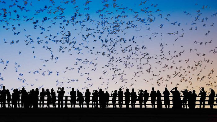 Bats soaring over people on the Congress Avenue Bridge in Austin, Texas.
