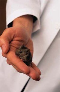 Studies confirmed that pantothenic acid is indispensable for the health of both animals and humans, necessitating its inclusion in their diets.