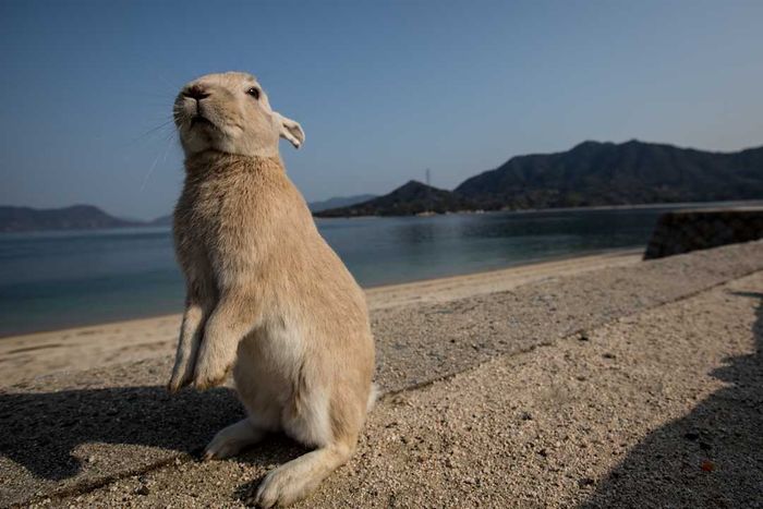 Bunnies Draw Tourists to a Japanese Island, Okunoshima