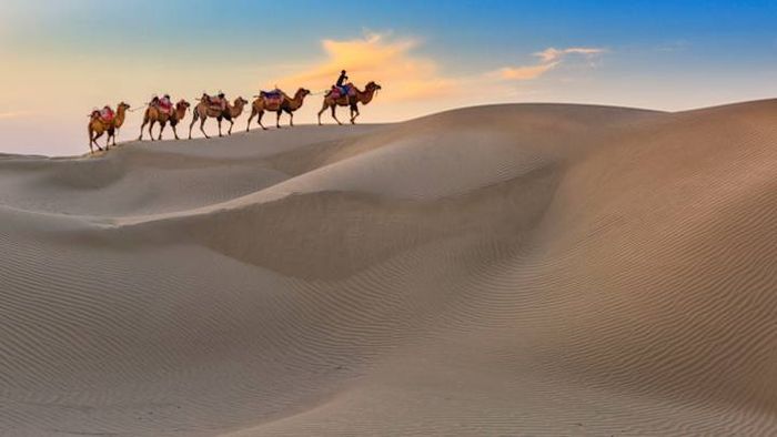 A caravan of camels journeys across the ancient Silk Road in Xinjiang Province, China.