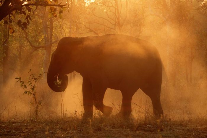 An elephant indulging in a dust bath in India.