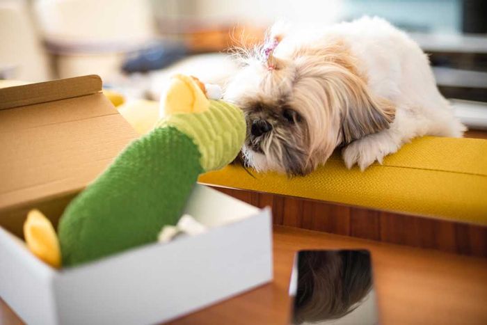 Top February Buys: Pet Supplies