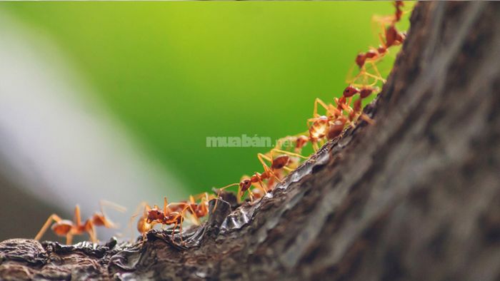 Giấc mơ thấy kiến rời tổ có ý nghĩa gì?