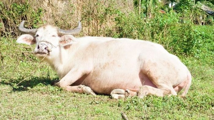 Phân tích chi tiết giấc mơ thấy trâu qua từng tình huống cụ thể