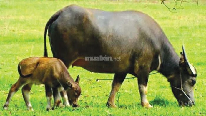 Phân tích chi tiết giấc mơ thấy trâu qua từng tình huống cụ thể