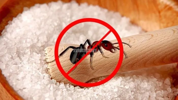 Mơ thấy giết kiến là điềm gì?