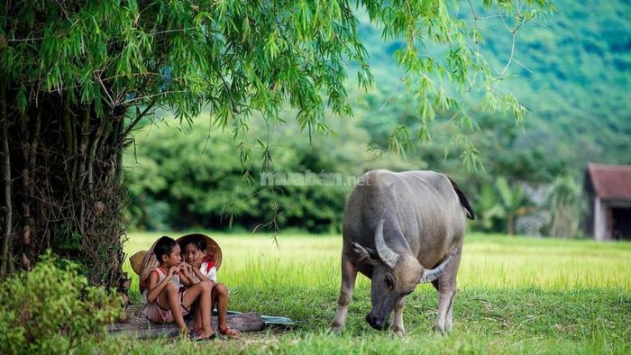 Phân tích chi tiết giấc mơ thấy trâu qua từng tình huống cụ thể