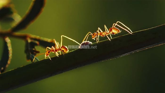 Giấc mơ thấy kiến mang điềm báo tốt hay xấu?