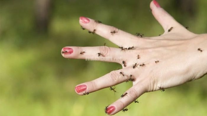 Giấc mơ thấy kiến bám quanh người