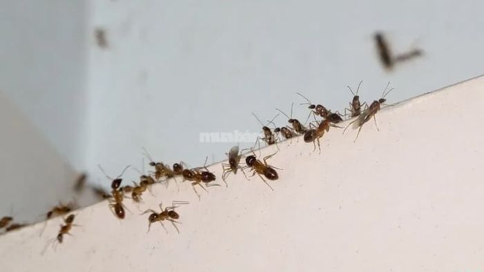Giấc mơ thấy kiến bò trong nhà