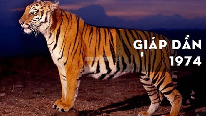 Khái quát về người tuổi Giáp Dần 1974