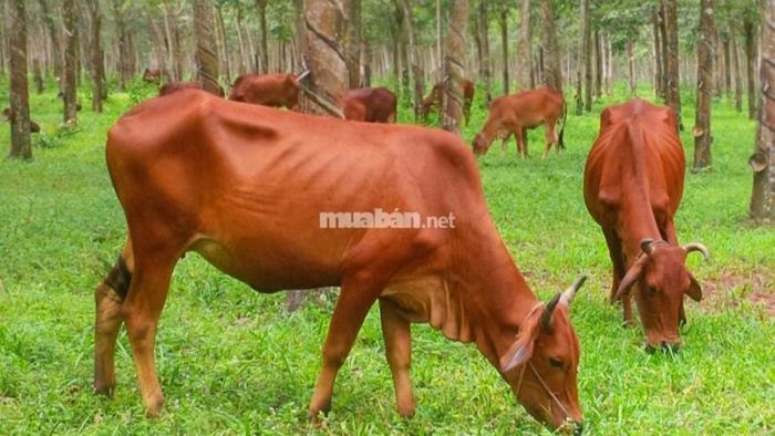 Giấc mơ thấy con bò