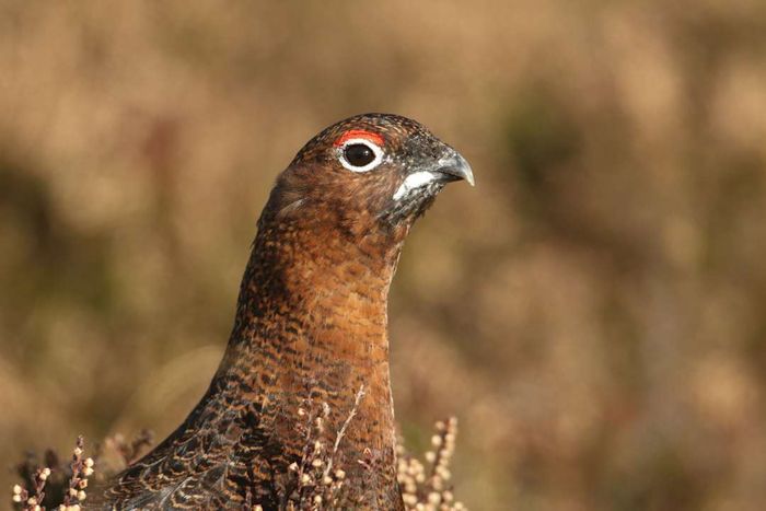 A close-up view of a red grouse in a field
