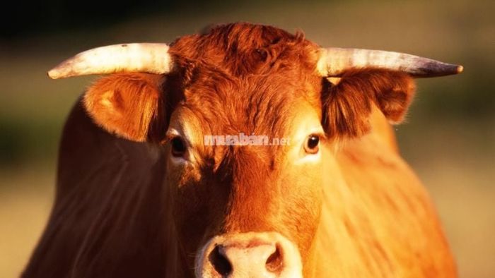 Giấc mơ thấy bò mang điềm báo tốt hay xấu