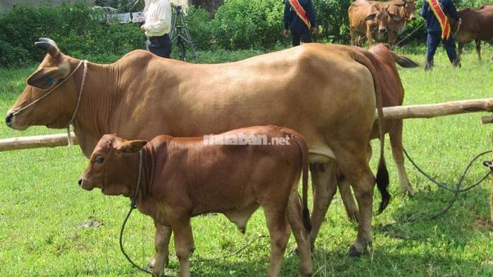 Chiêm bao thấy bò đẻ con