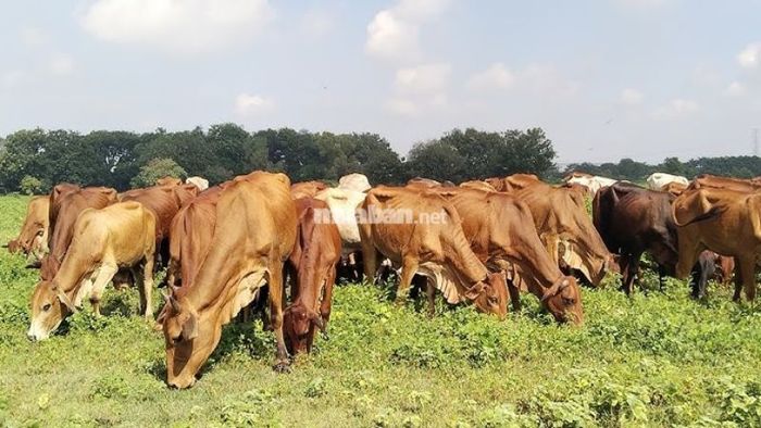 Chiêm bao thấy đàn bò