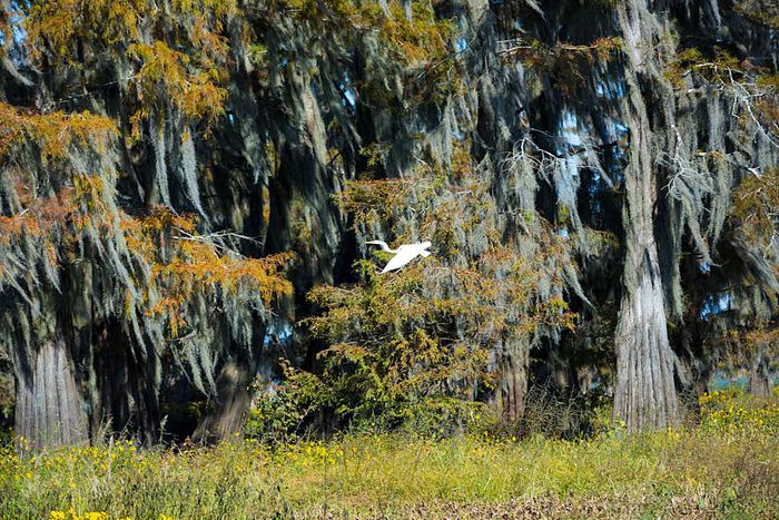 Bald cypress trees in the Atchafalaya Swamp, USA.