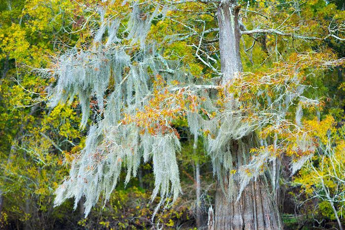 A moss-draped bald cypress tree in the Atchafalaya Swamp, USA.