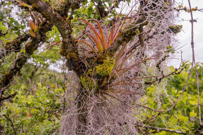 Spanish moss adorning trees in Mexico.