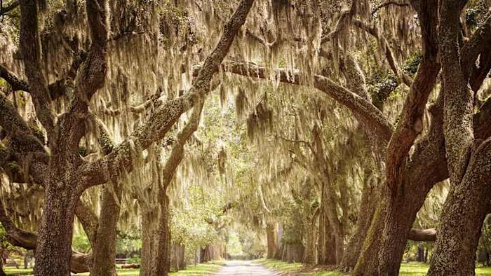 The delicate strands hanging from these trees are not truly moss.
