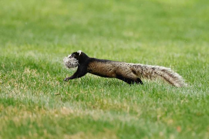 A fox squirrel carrying Spanish moss in its mouth.