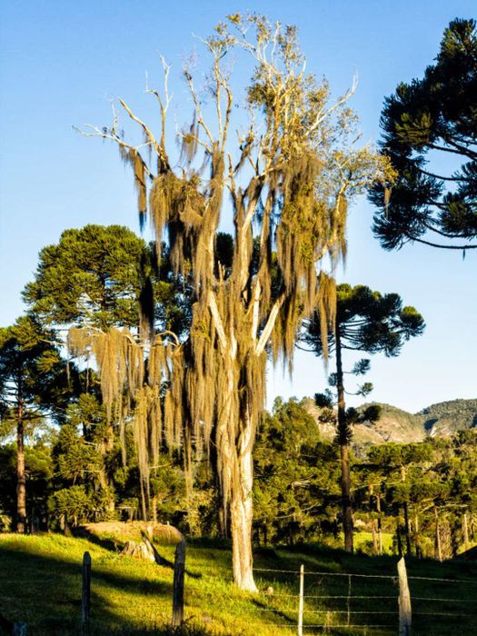 A tree draped with Spanish moss.