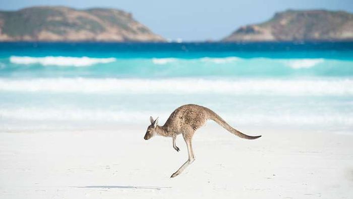 Australia's Lucky Bay is famous for its frequent kangaroo sightings.