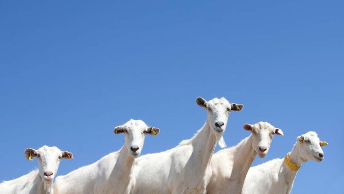 five white goats gazing intently