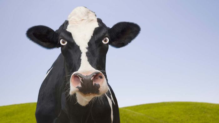 furious cow