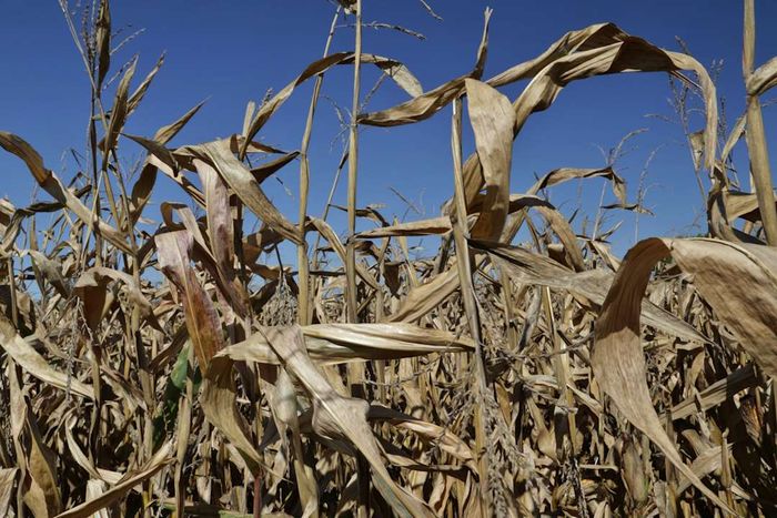 A wilted, parched cornfield.