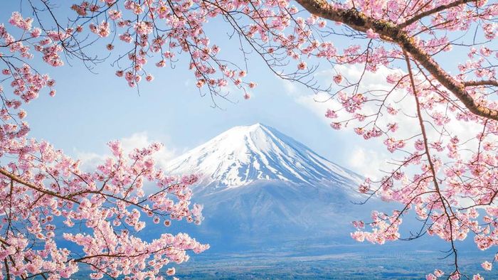 Mount Fuji beautifully framed by blooming cherry blossoms.