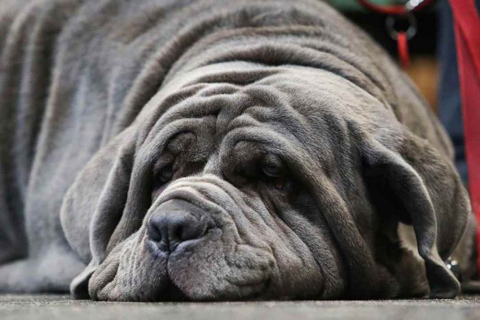 A mastiff sprawled on the floor.